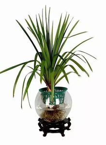 水培植物有哪些特点？哪些植物适合水培种植