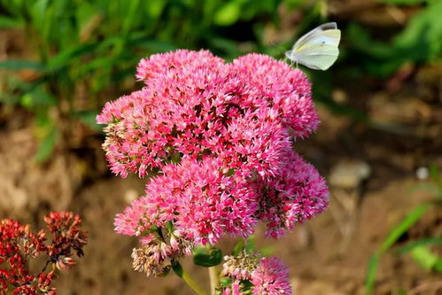 草本花卉, 秋日里的色彩盛宴