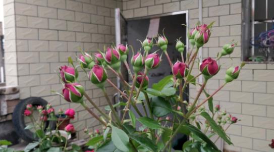 月季花到底要不要疏蕾？