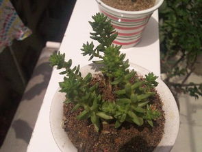 桂花蛋， 甜蜜的回忆