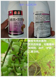 葡萄霜霉病怎么办？这些药剂你备好了吗