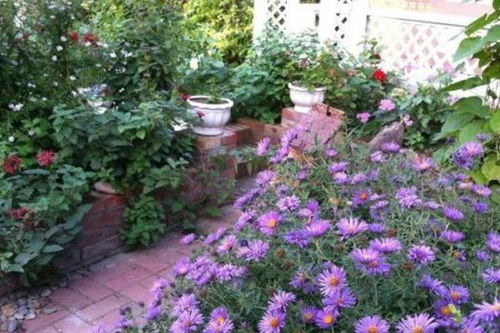 独特的公路花草生存智慧