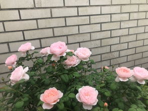 阳台养月季，爆盆好品种大盘点！