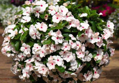 玉兰花养护全攻略：让花朵繁茂， 美丽绽放