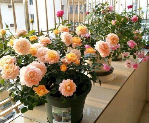 蓝色绒球枝条是何种花卉？如何养护