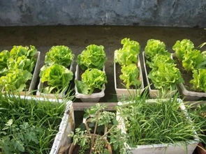 郑州春季种菜指南：美味与气候的完美结合