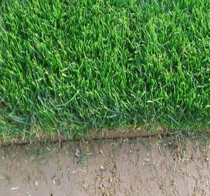 撒播草种前， 土壤处理彳艮重要