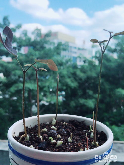 龙眼盆栽种植，如何选对土壤