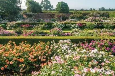 北风呼啸， 月季依然绽放