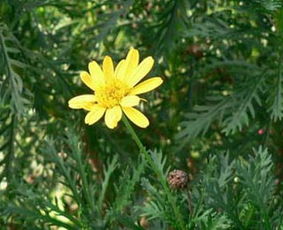 春菊：为爱情占卜