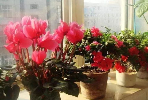 种花还要kan季节