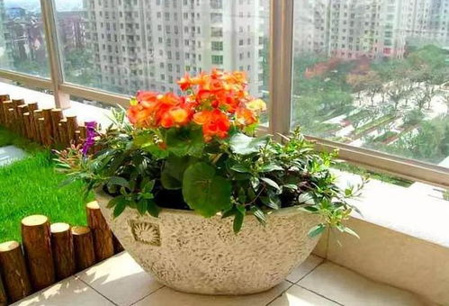 火烧花养护全攻略中，如何根据火烧花养殖技巧进行合理浇水施肥
