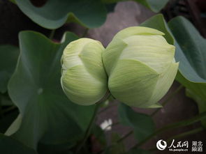 花期5—6月，除盛夏休眠，如环境适宜可不断开花。