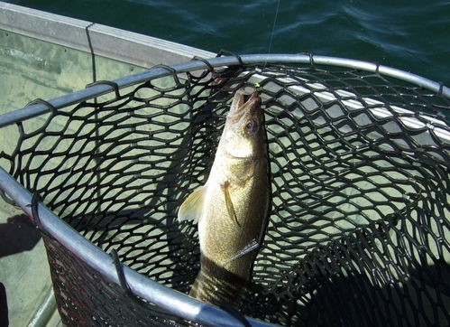 钓泥鳅的最佳时间为清晨和傍晚，此时泥鳅活跃