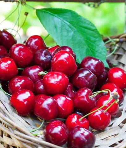 桃子的药用价值