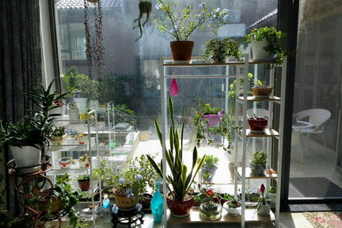 北阳台上的花花草草