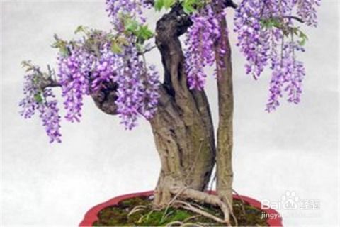 秋季修剪：疏枝促花