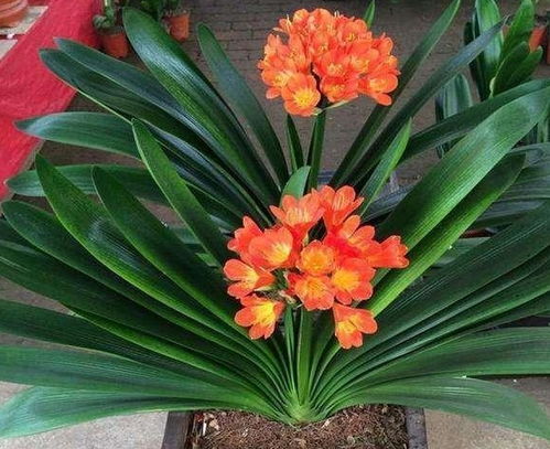 君子兰：绿油油的叶子， 气派十足