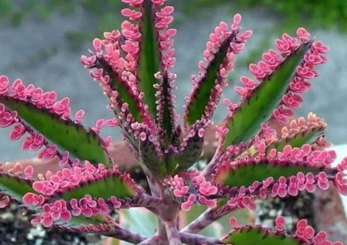 不死鸟的温暖家园