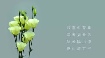 “守护之花，情感寄托，花语传情”