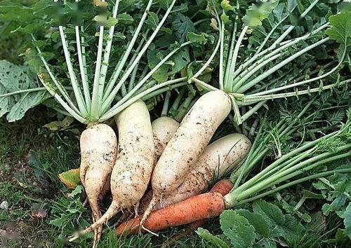 萝卜地苗后除草，选择性除草剂是关键！