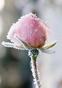 寒冬白玫瑰：冰雪绽放，坚韧之美
