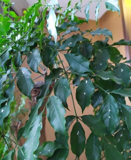 养花泥土如何杀菌除虫？安全有效的方法有哪些