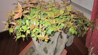 微月灌木修剪的艺术：轻剪重剪两相宜