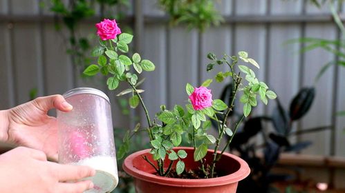 一、选土：月季花的根基