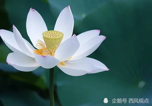 百合花语：传递善良温暖，美好心灵之花