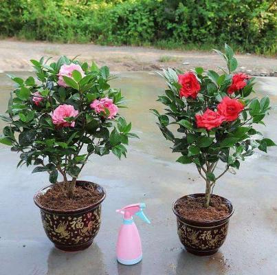 湿度，茶花的温柔乡