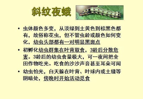 常见38种害虫图片大全，家庭害虫识别与防治指南