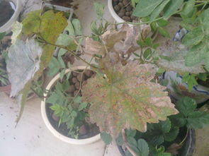 葡萄树钻心虫，得用啥药？