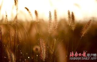 狗尾草，随风摇曳