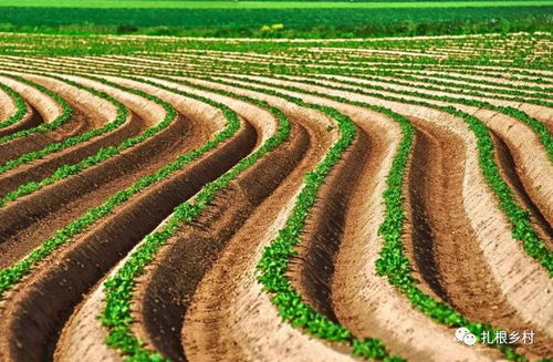 春播前的种子处理