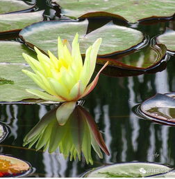 光照充足， 阳光是花朵的秘密武器