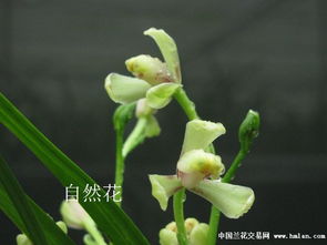 四季兰的花期是何时？不同季节开花的四季兰具体花期详解是怎样的