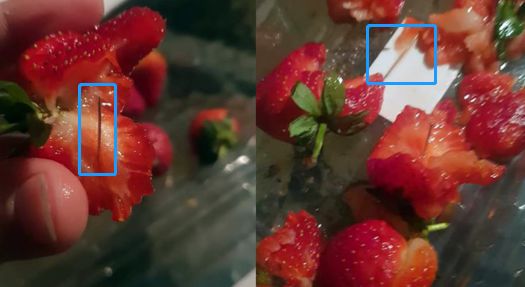 草莓的种子藏在果肉里吗？