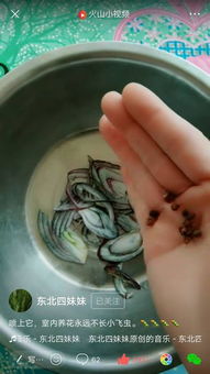 花土生小飞虫，如何有效清除