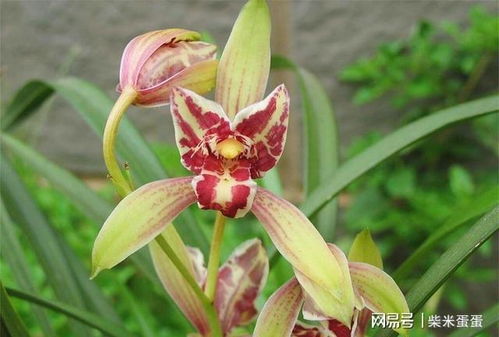 香郁蕙兰品种推荐：普草、 幻影、素心蕙兰