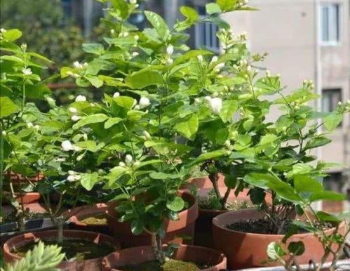 北方冬天茉莉怎么过冬？室内养护是关键吗