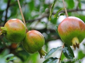 抢救过南京虫害案例：病虫害防治法改良