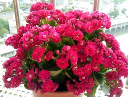 “长寿花爆盆秘籍，养出繁花似锦！”