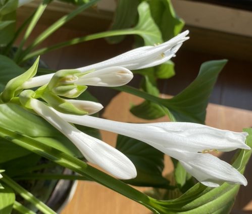 桂花，寓意高洁、吉祥