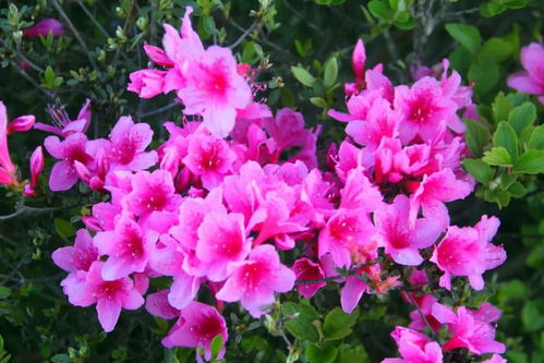 波斯菊，适应嫩力强