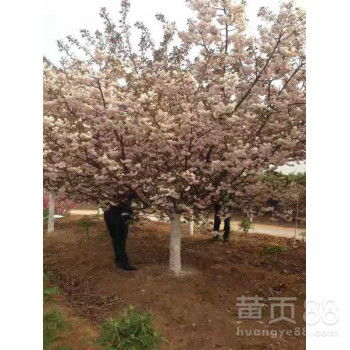 特殊品种的樱花树， 价格难以估量