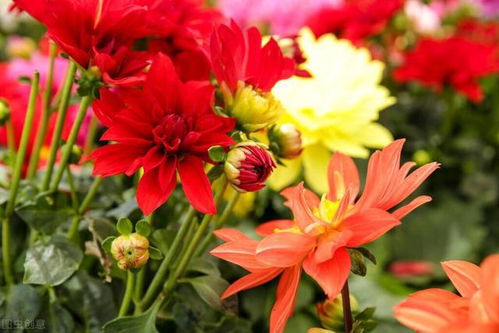 耐热又好养的花卉推荐