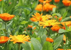 梗多早春草本植物