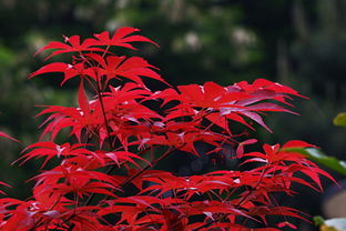 一、 鸡爪槭繁殖方法大公开