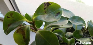 病虫害侵袭， 叶子发黄烂根